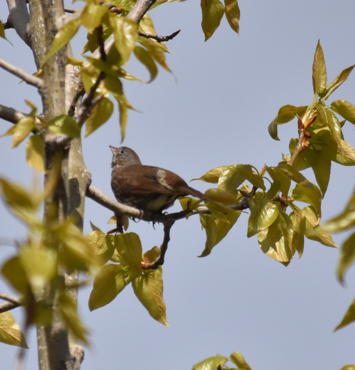 Fox Sparrow (Sooty) - ML621102665