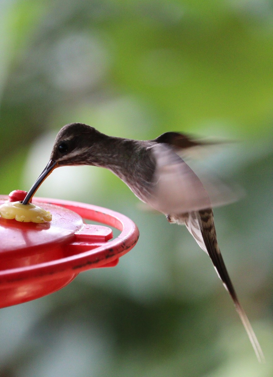 kolibřík běloknírkový - ML621102666