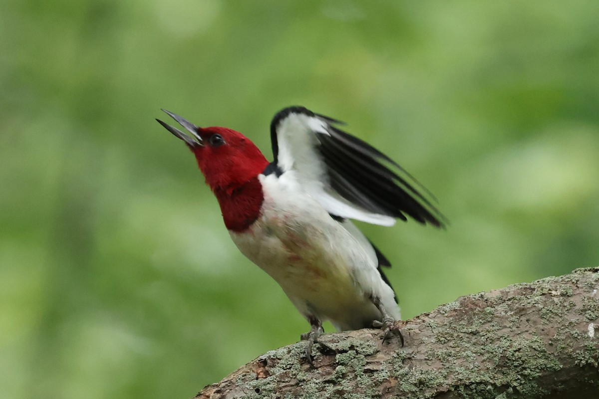 Red-headed Woodpecker - Peter Veighey