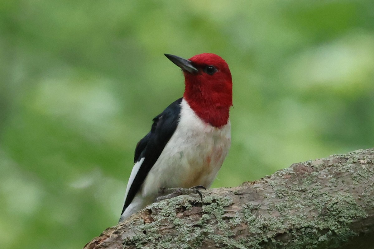 Red-headed Woodpecker - ML621102696