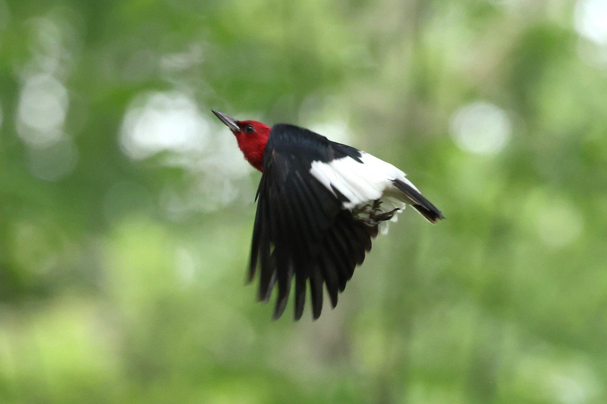 Red-headed Woodpecker - ML621102697