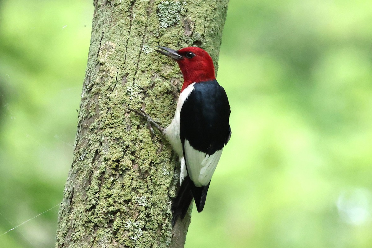 Red-headed Woodpecker - ML621102698