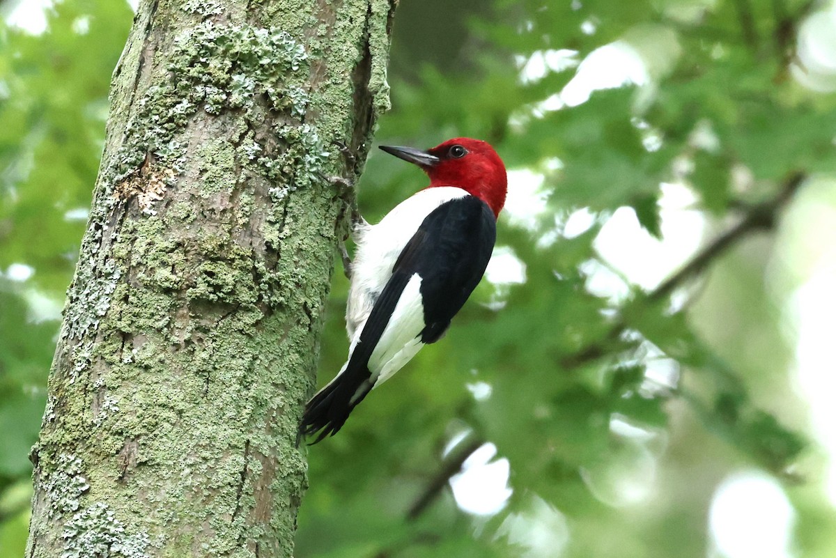 Red-headed Woodpecker - ML621102700