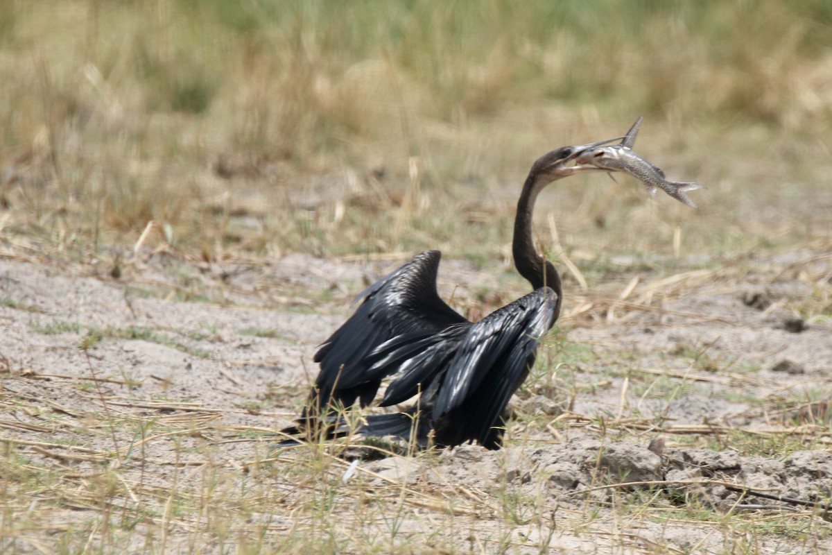 African Darter - ML621102702