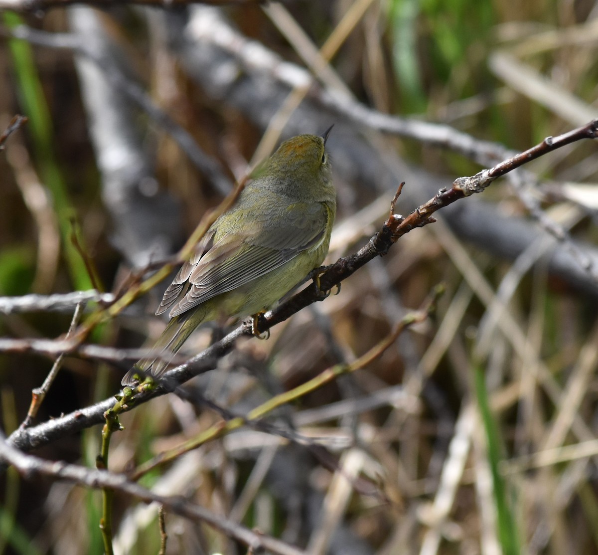 Orange-crowned Warbler - Bill Tweit