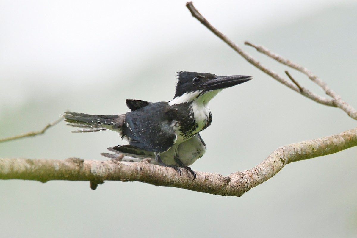 Belted Kingfisher - Cornelio Chablé
