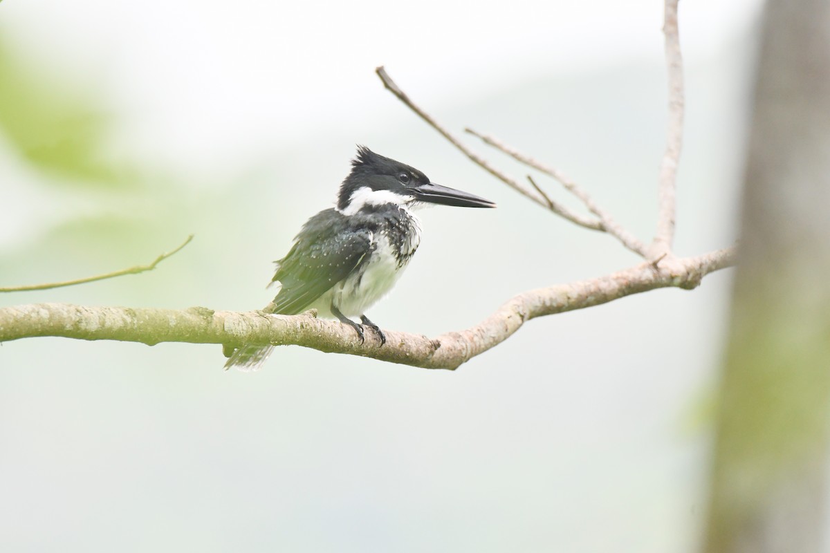Belted Kingfisher - ML621102726