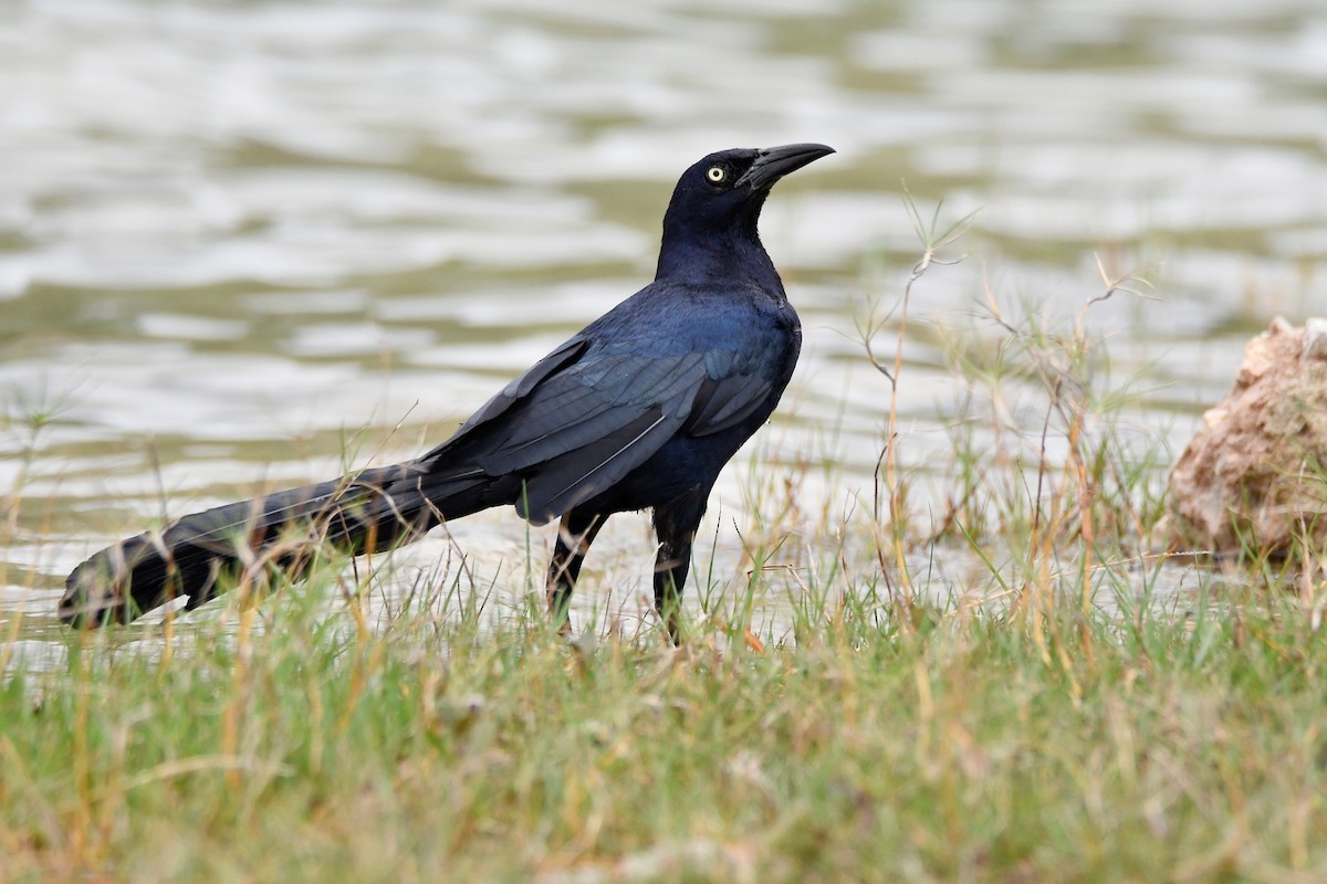 Great-tailed Grackle - ML621102734