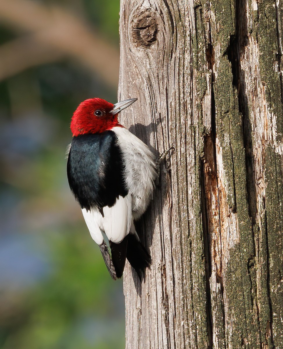 Red-headed Woodpecker - ML621102742