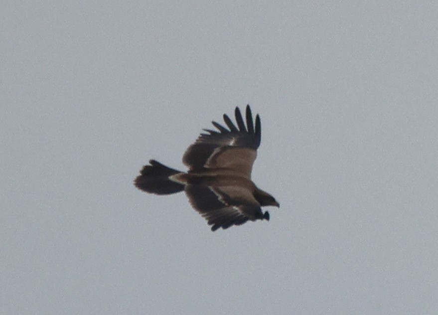 Lesser Spotted Eagle - ML621102788