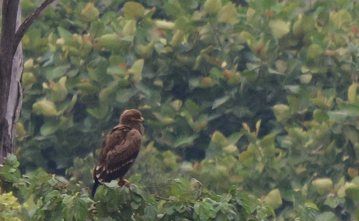 Lesser Spotted Eagle - ML621102789