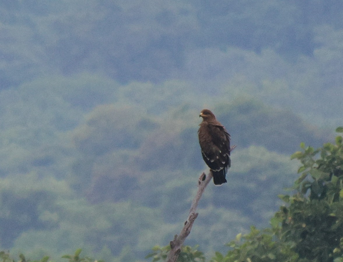 Lesser Spotted Eagle - ML621102790