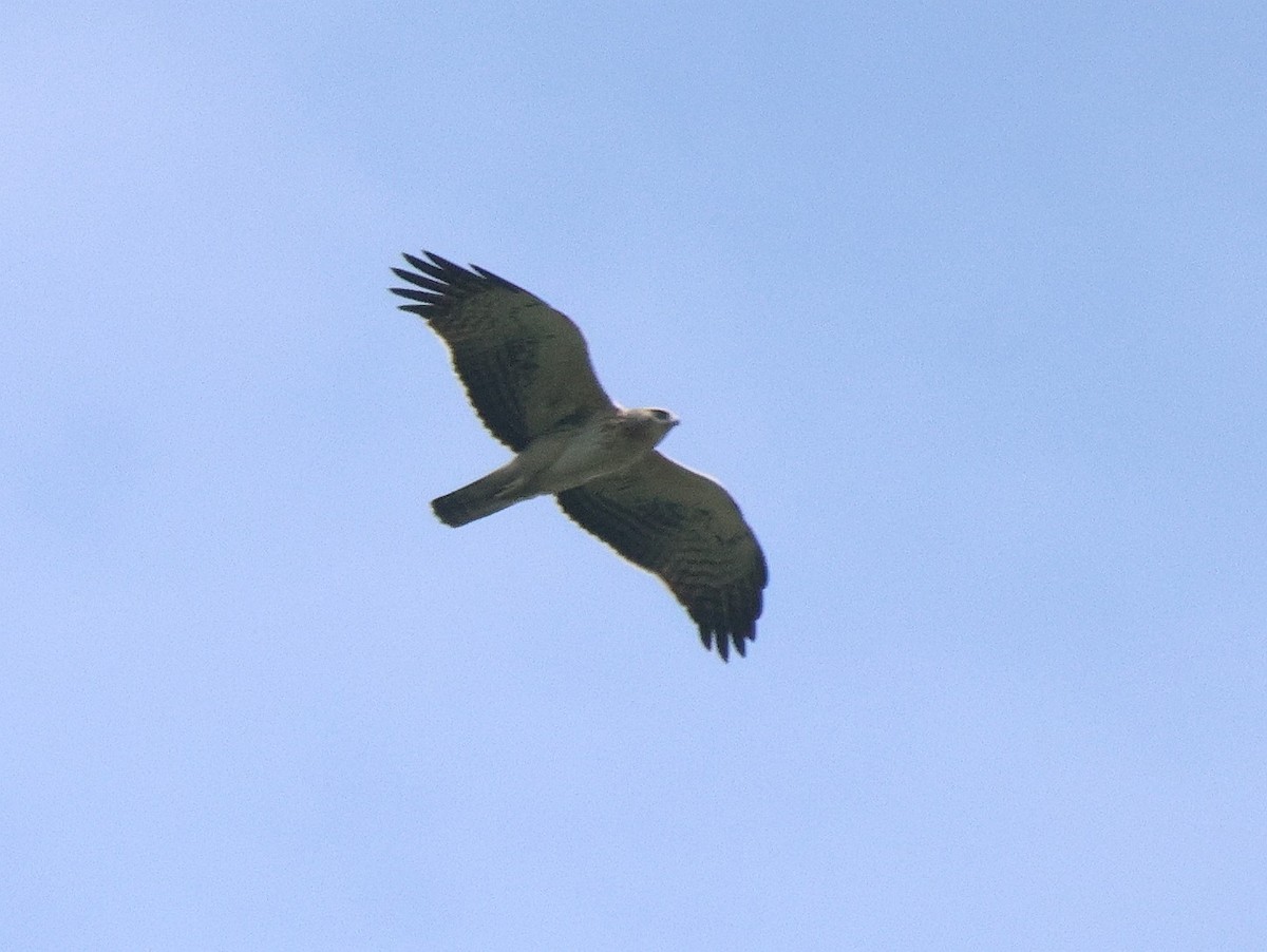 Ayres's Hawk-Eagle - ML621102855