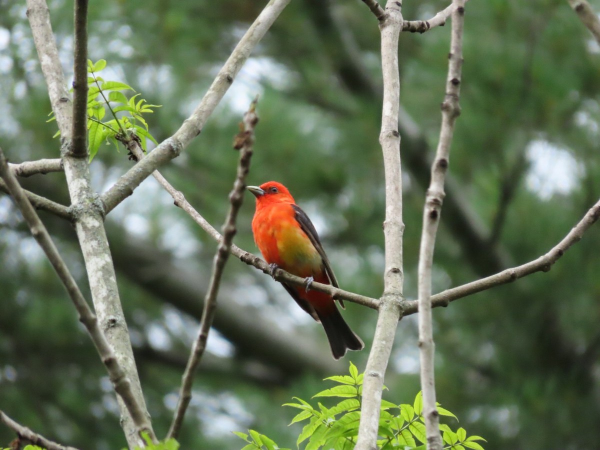 Scarlet Tanager - ML621102894