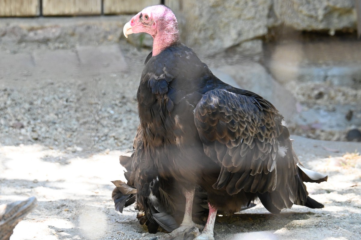Turkey Vulture - ML621102940