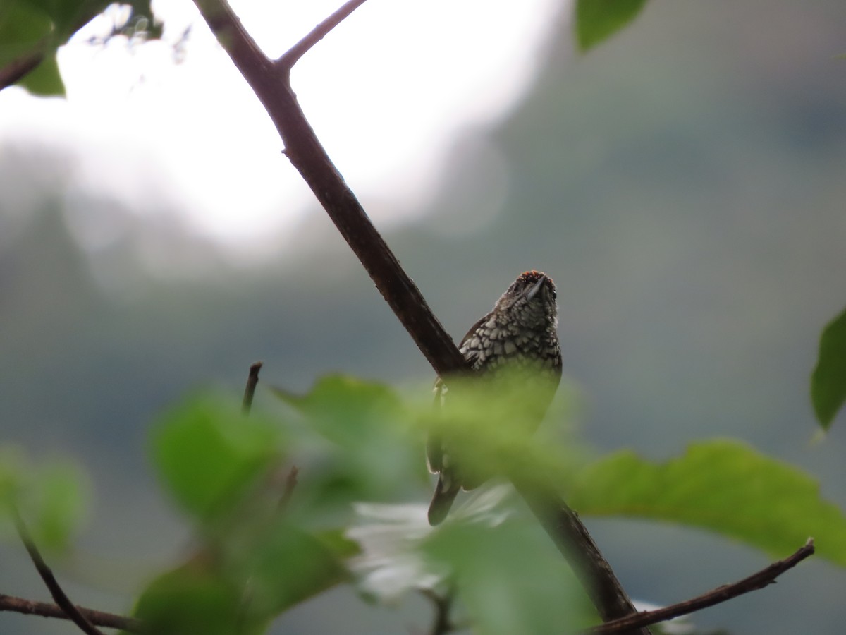 Scaled Piculet - ML621102953