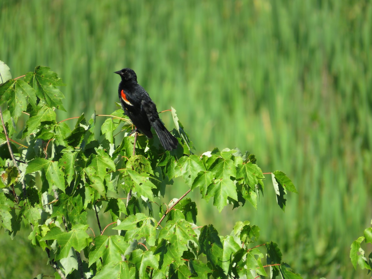 Red-winged Blackbird - ML621102961