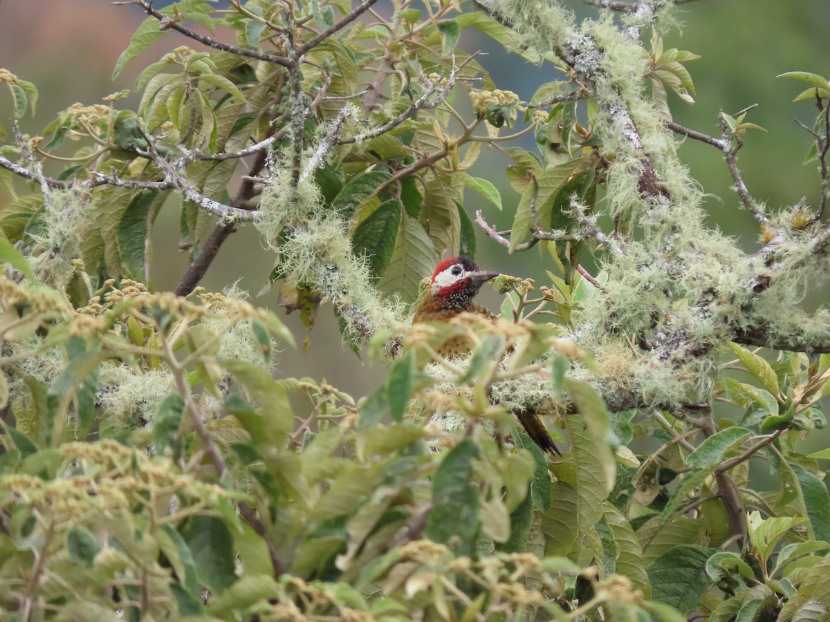 Spot-breasted Woodpecker - ML621102984