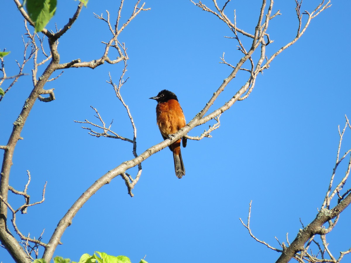 Orchard Oriole - ML621102990