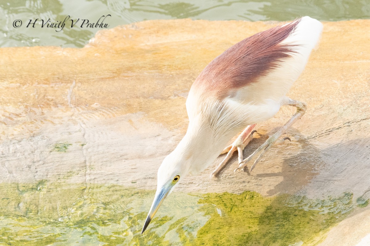 Indian Pond-Heron - ML621103050