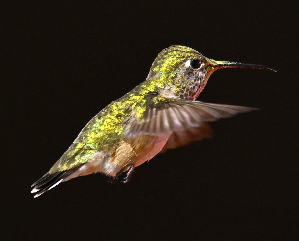 Calliope Hummingbird - Alec Andrus