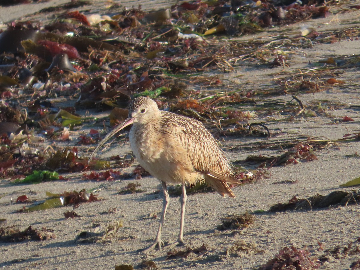 Long-billed Curlew - ML621103066