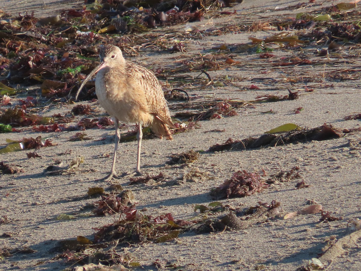 Long-billed Curlew - ML621103068