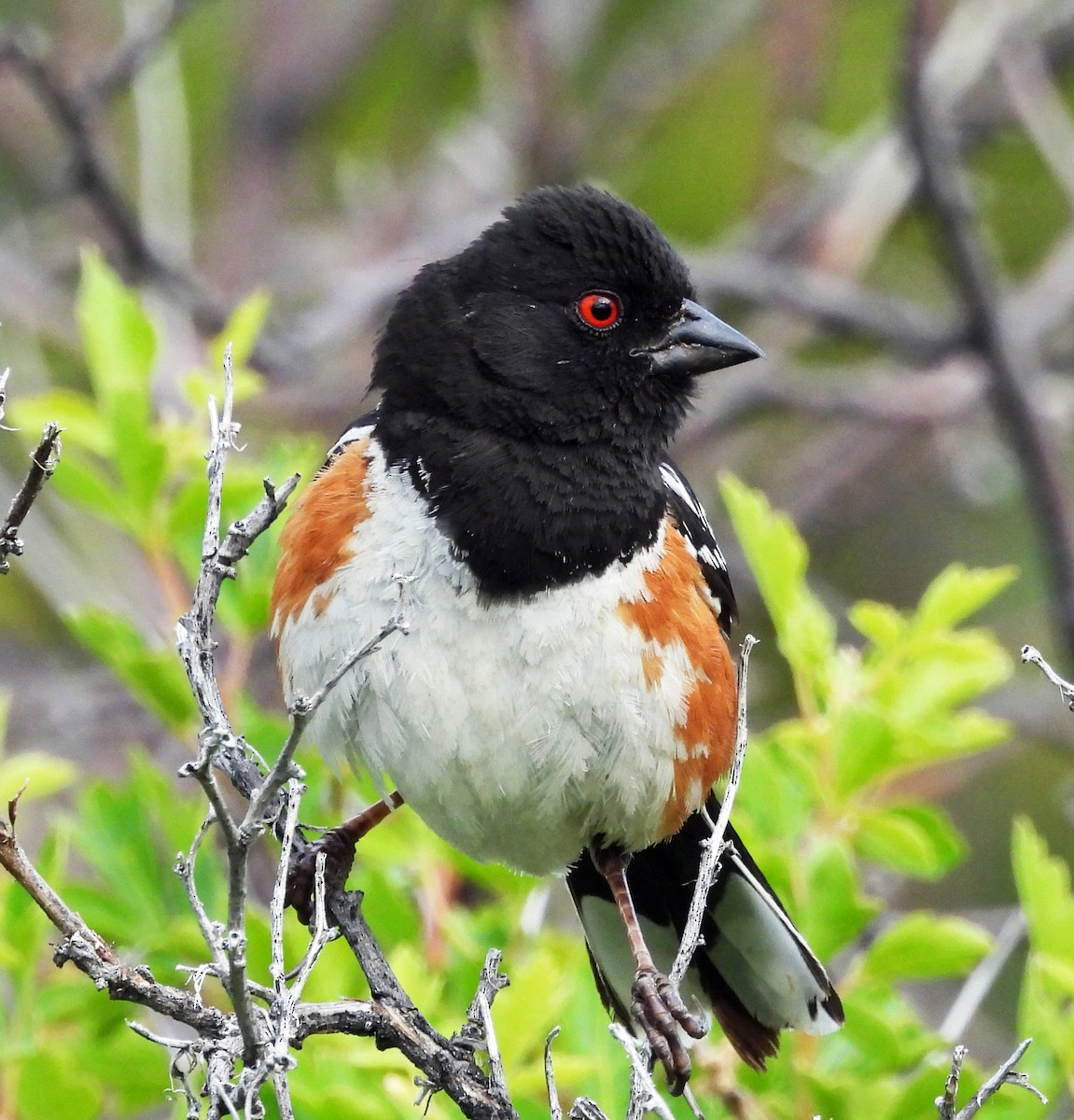 Spotted Towhee - ML621103074