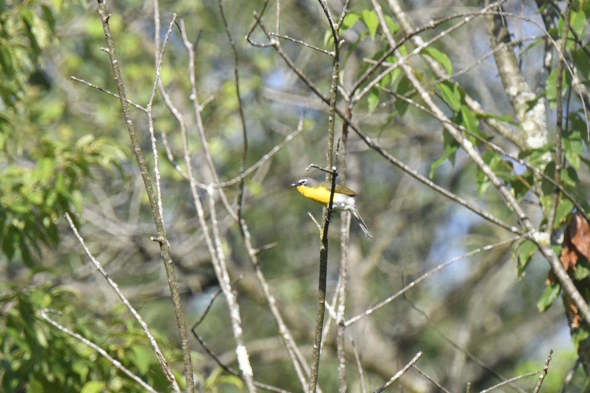 Yellow-breasted Chat - ML621103194