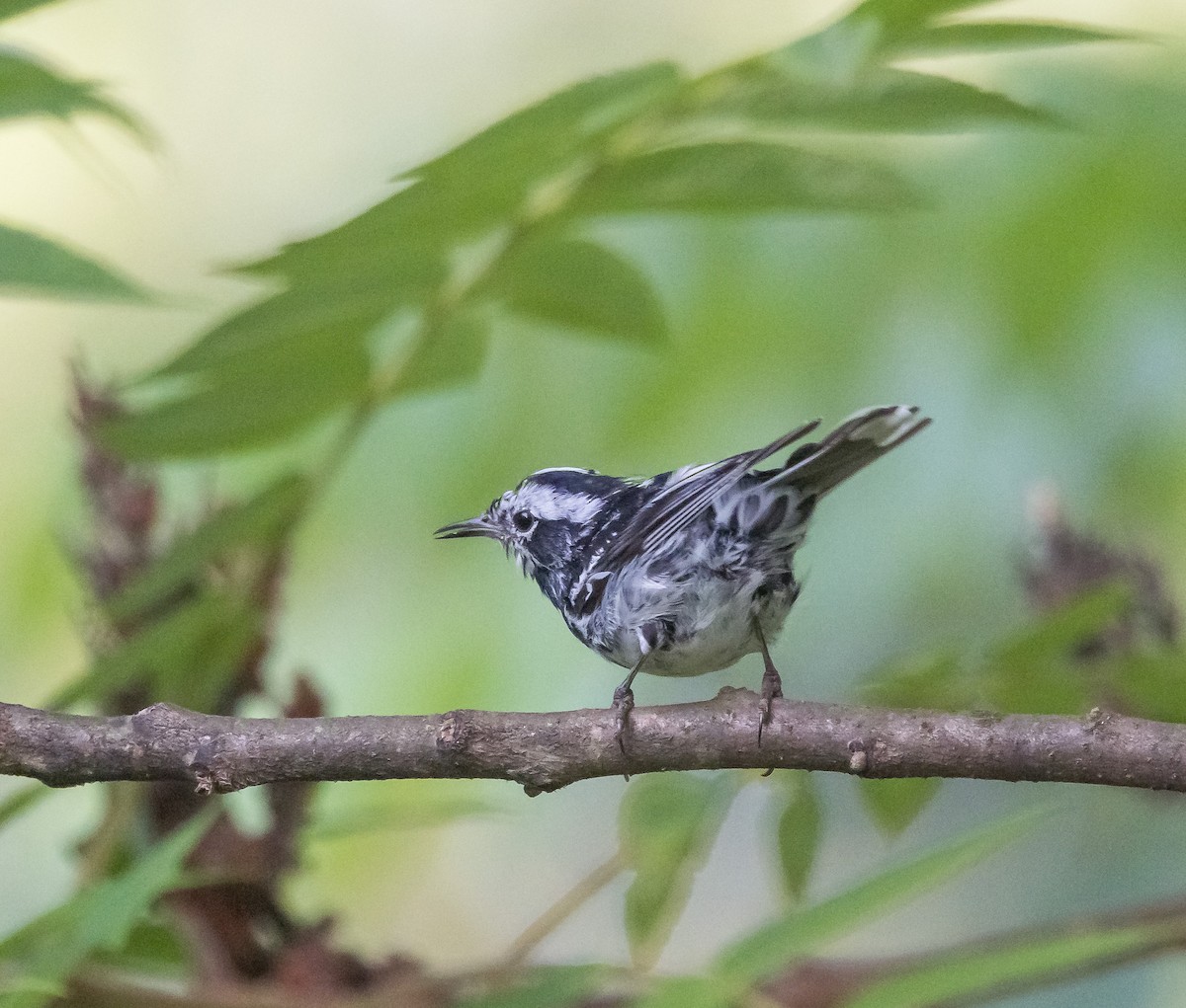 Black-and-white Warbler - ML621103195