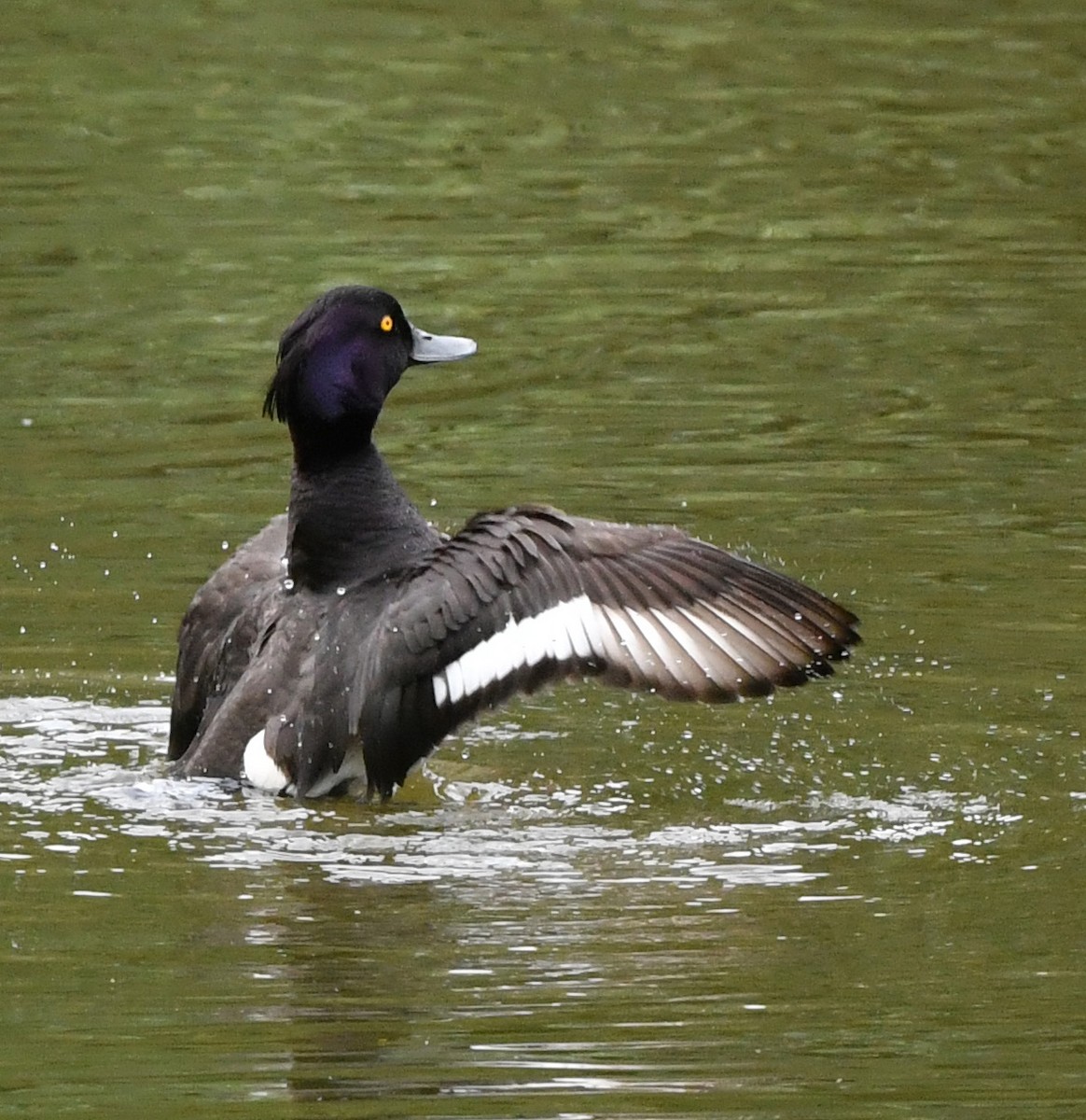 Tufted Duck - ML621103199