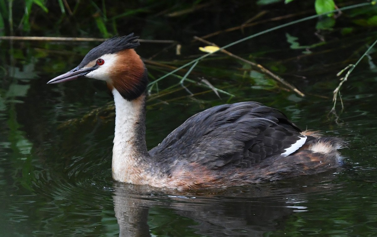 Great Crested Grebe - ML621103201