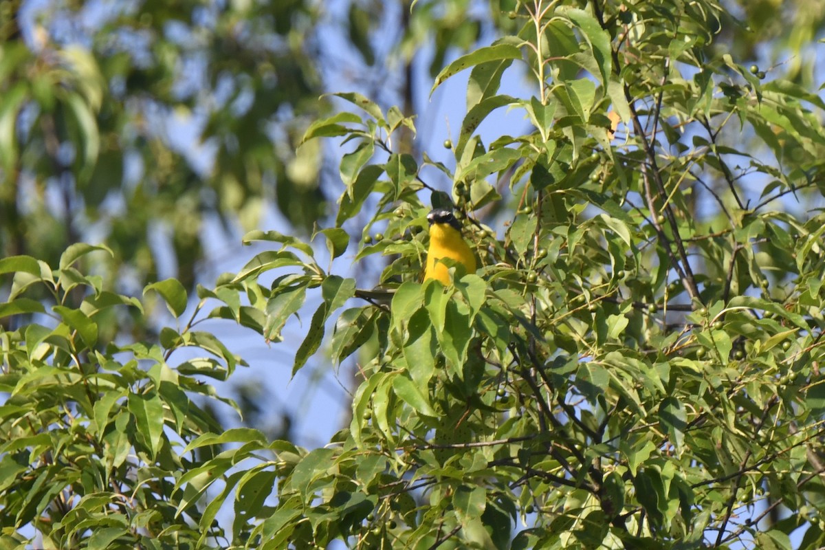 Yellow-breasted Chat - ML621103202