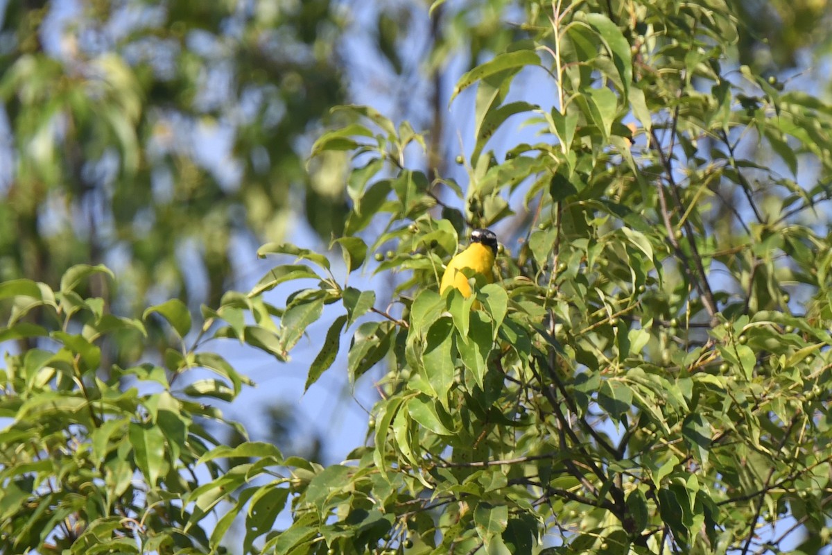 lesníček žlutoprsý - ML621103212