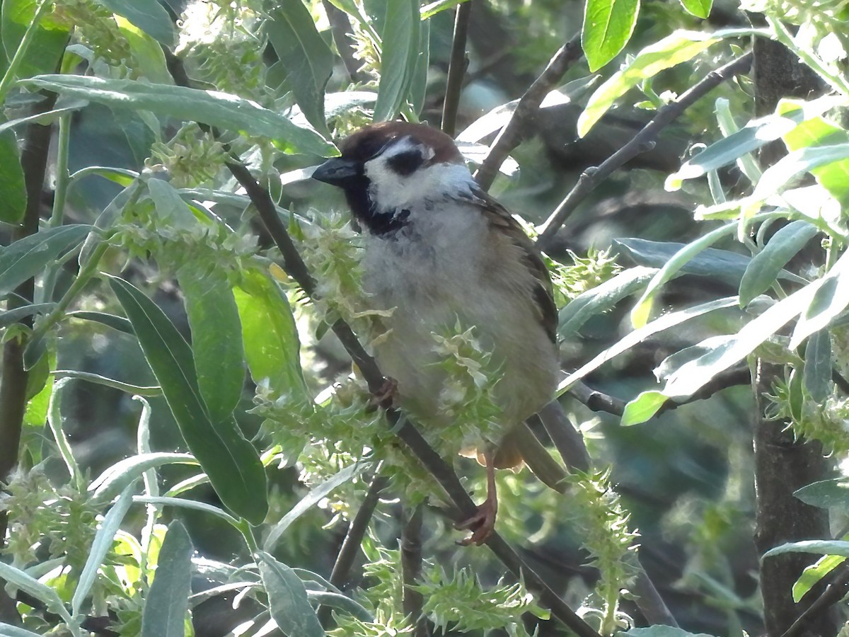 Eurasian Tree Sparrow - ML621103213