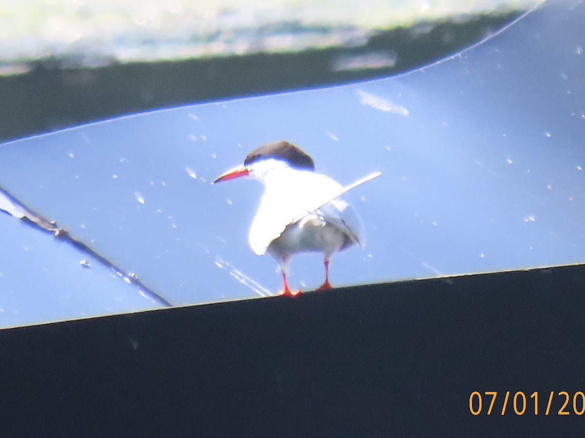 Common Tern - ML621103323