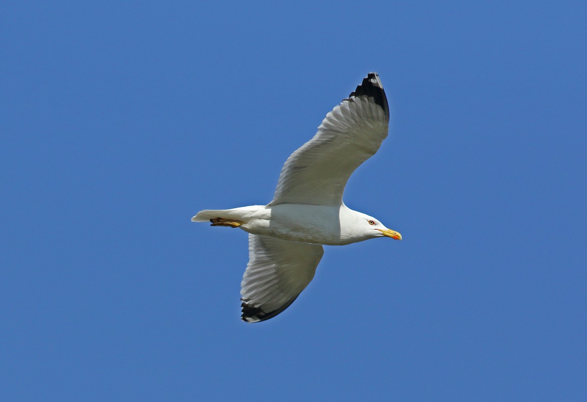Yellow-legged Gull - ML621103328