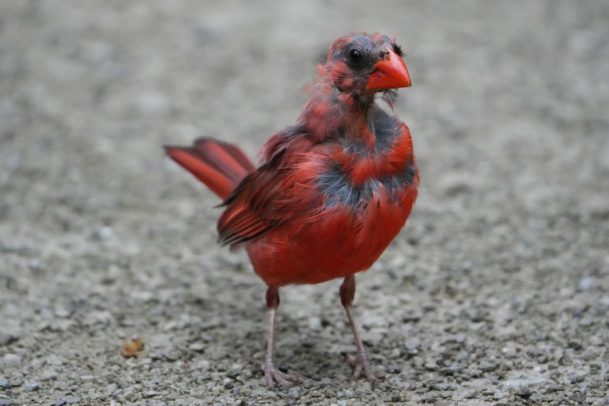 Cardinal rouge - ML621103350
