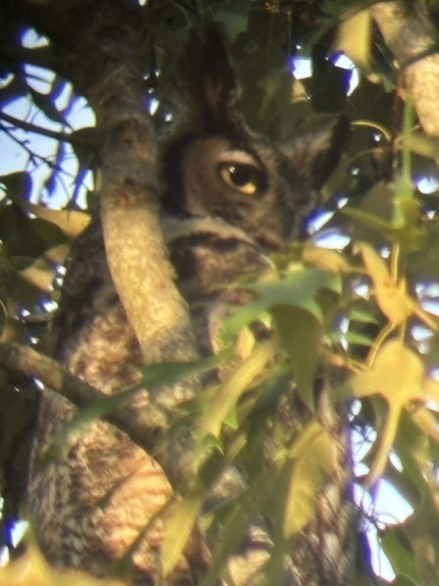 Great Horned Owl - ML621103394