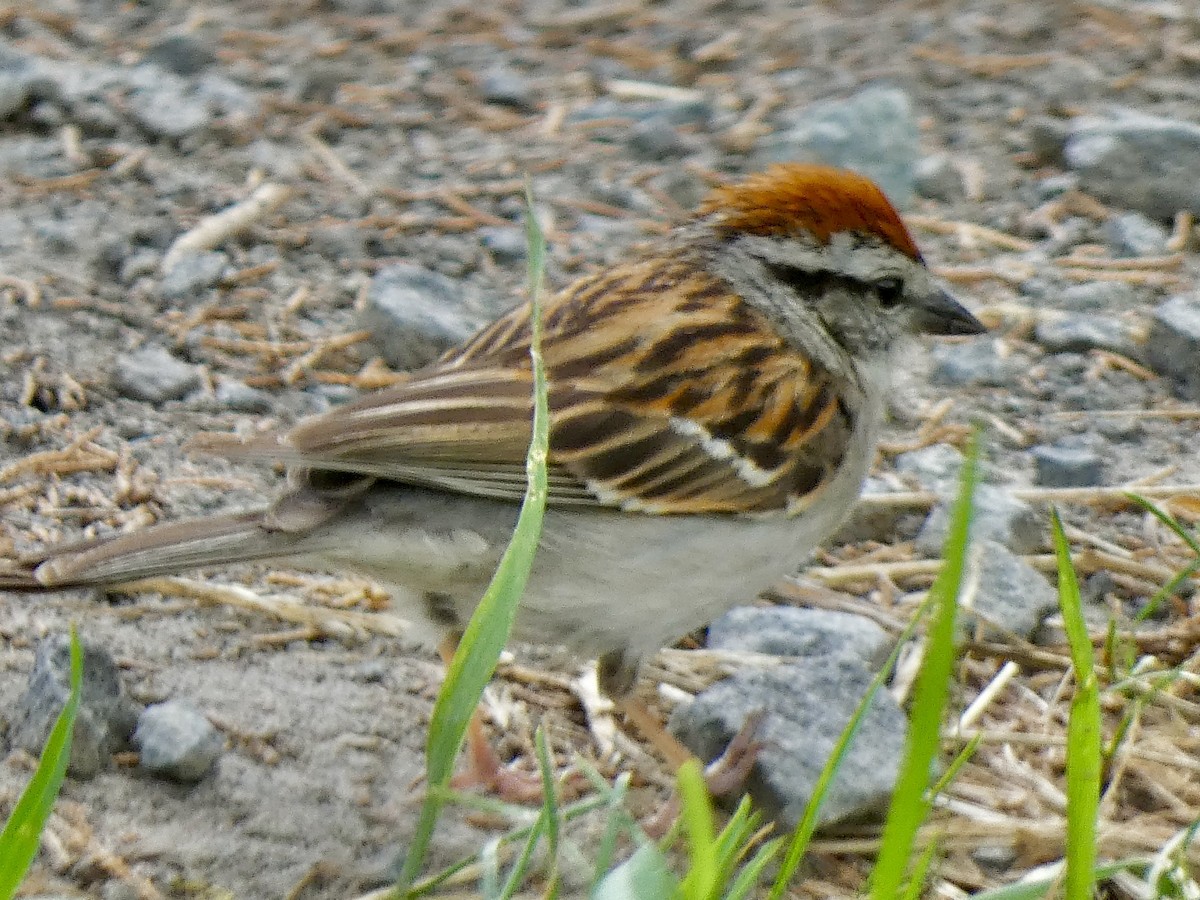 Chipping Sparrow - ML621103402