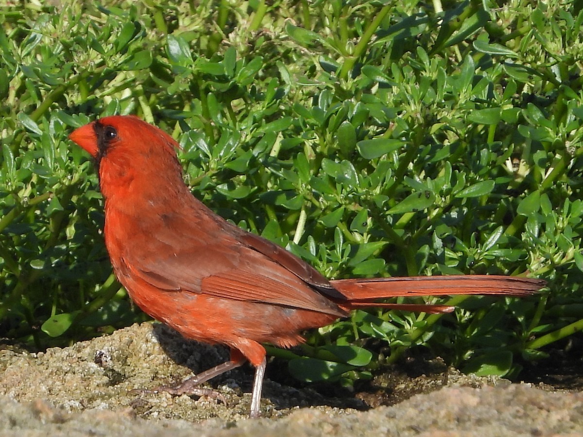 Cardinal rouge - ML621103429