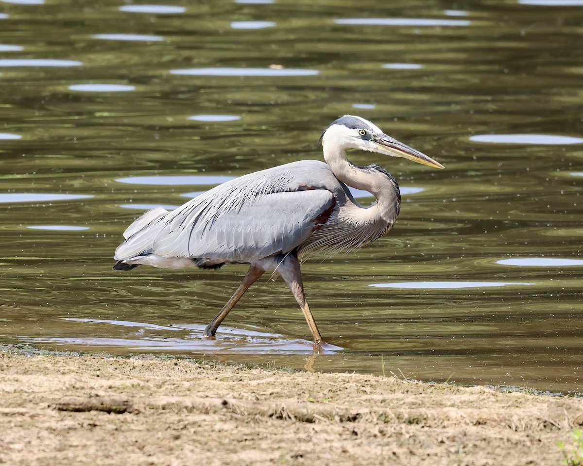 Great Blue Heron - Debbie Kosater