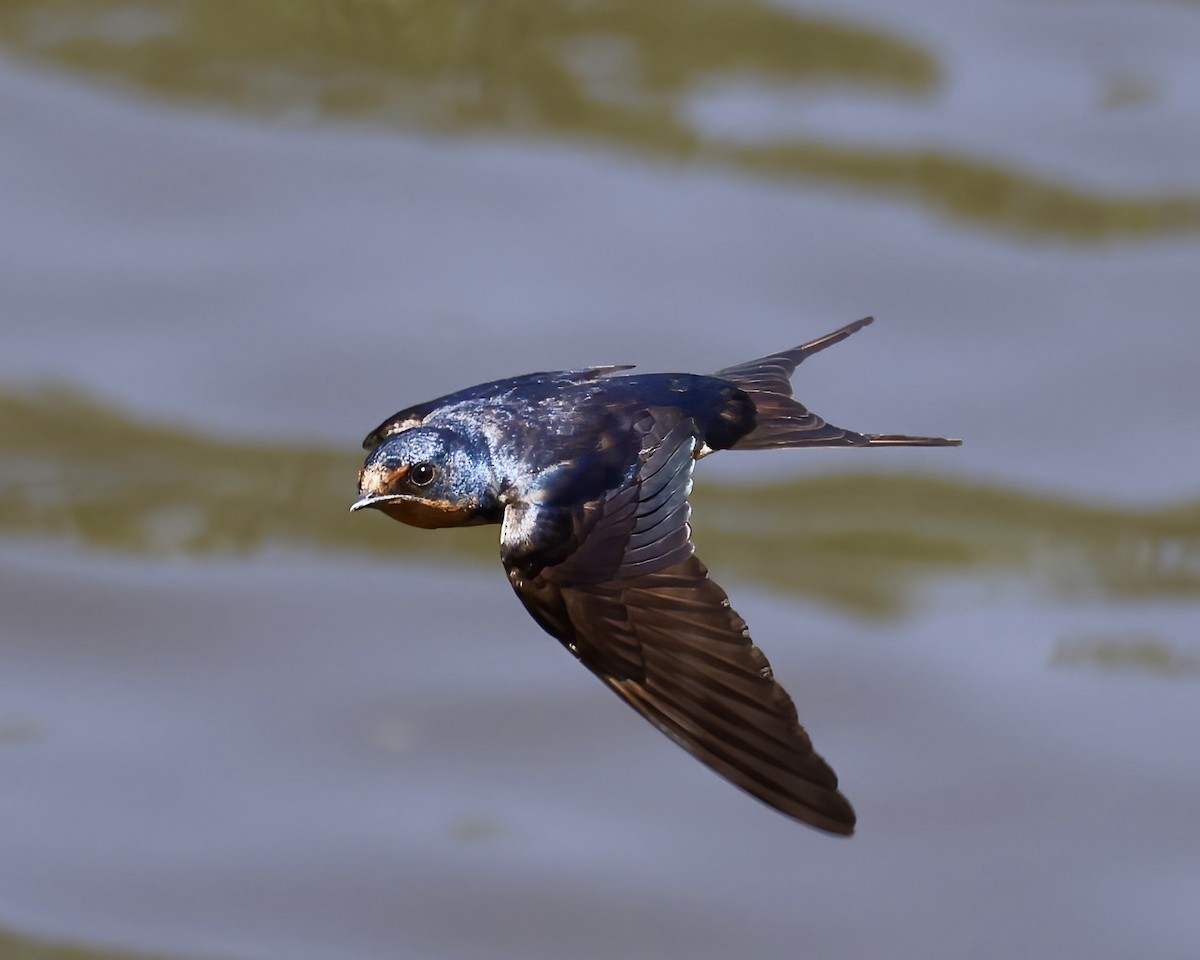 Barn Swallow - ML621103433