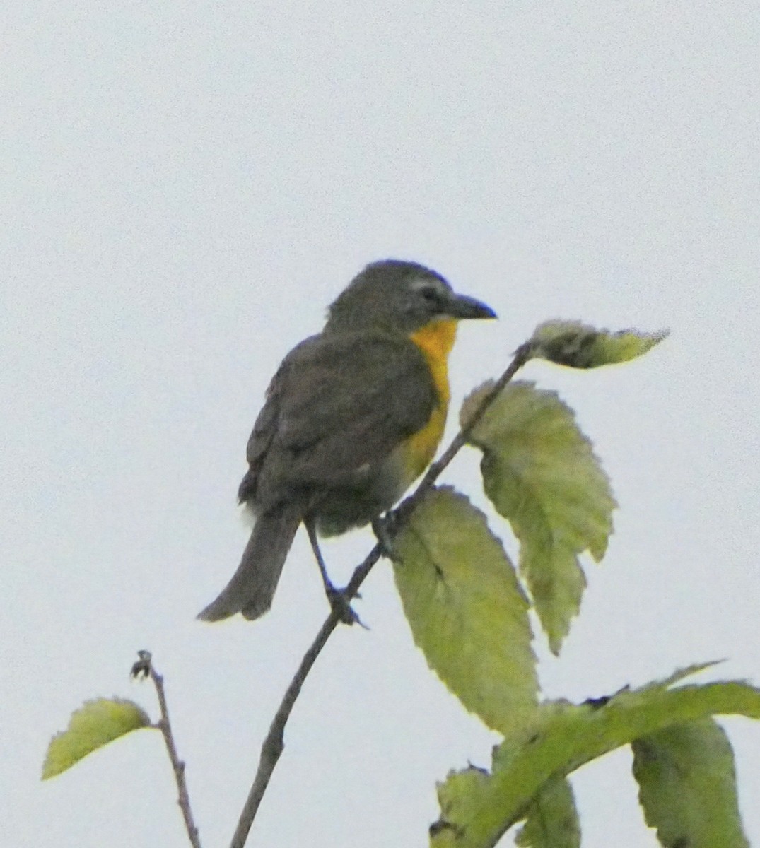 Yellow-breasted Chat - ML621103435