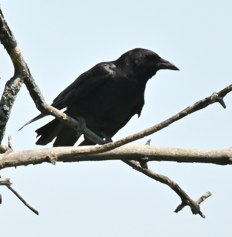 American Crow - ML621103438