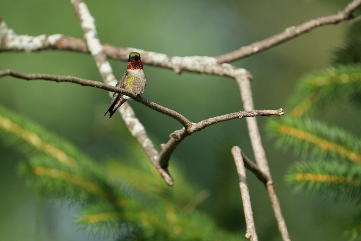 Ruby-throated Hummingbird - ML621103453