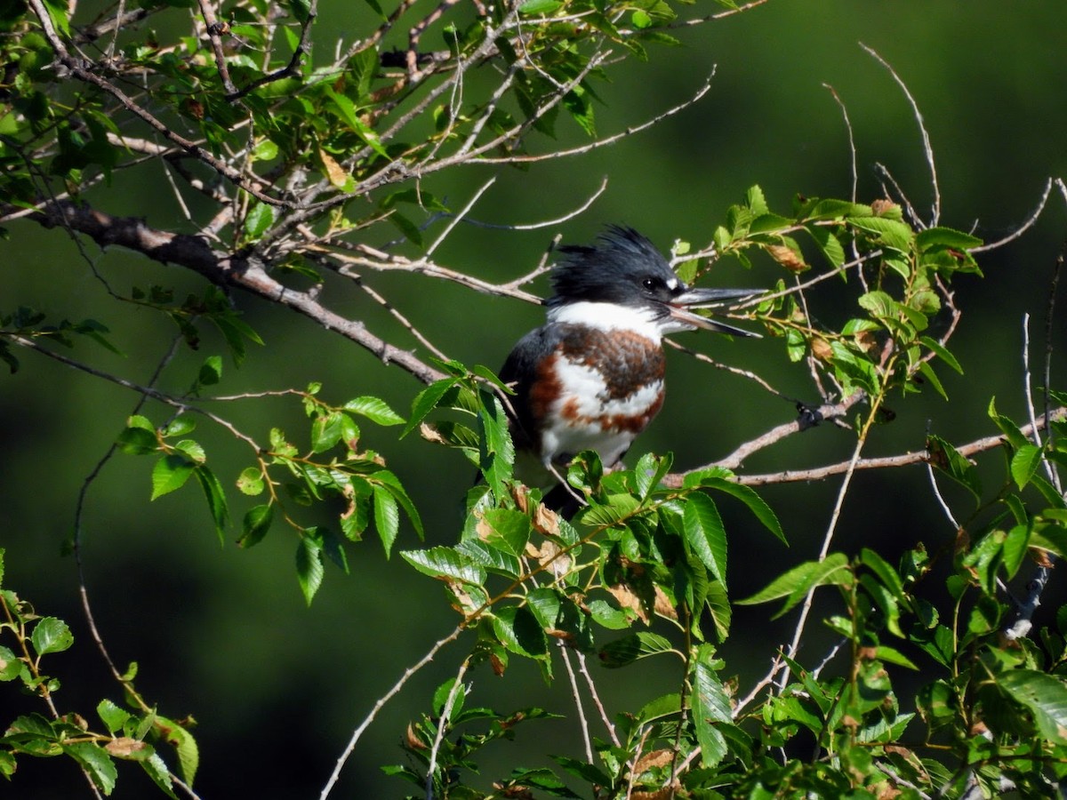 Belted Kingfisher - ML621103455