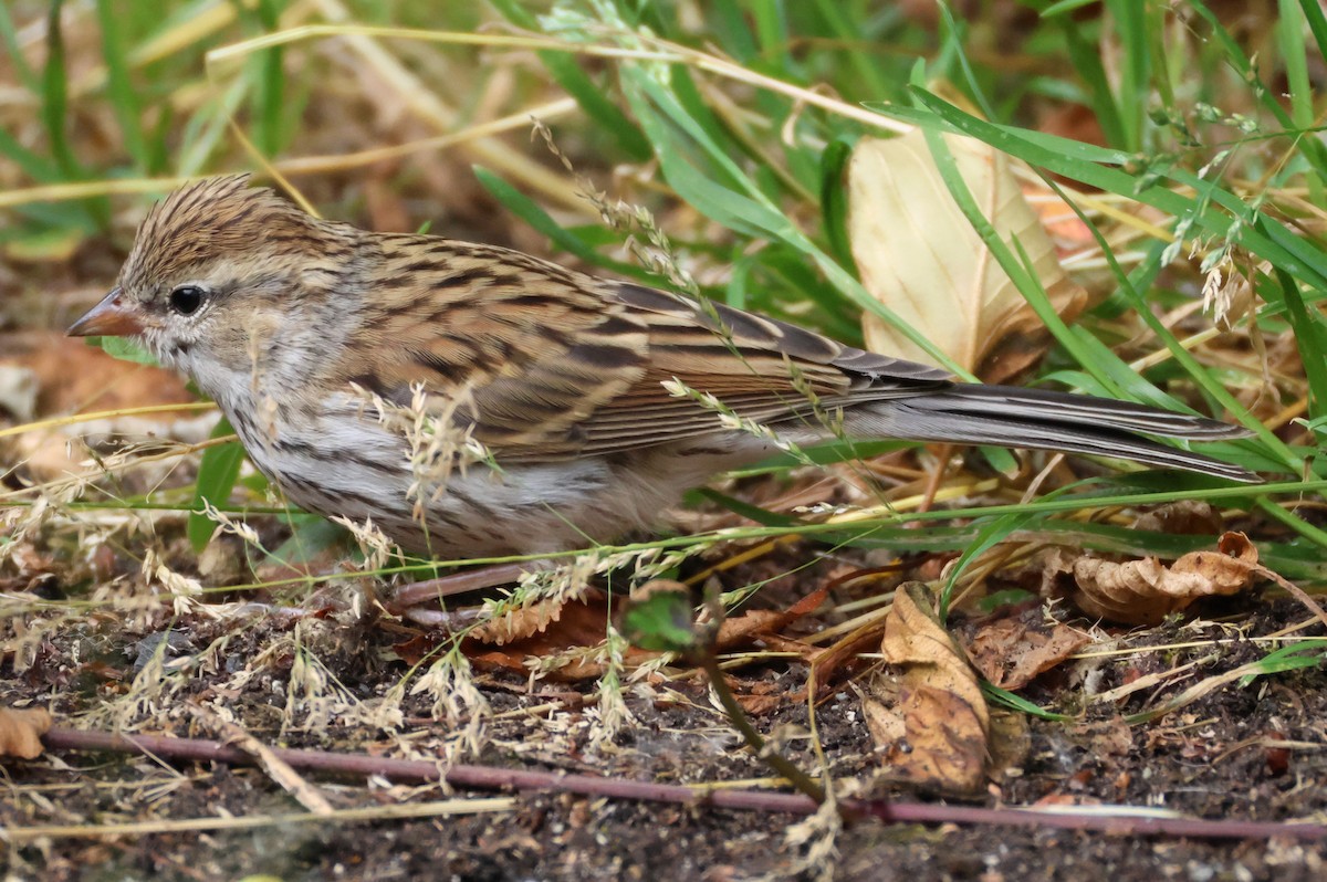 Chipping Sparrow - ML621103458