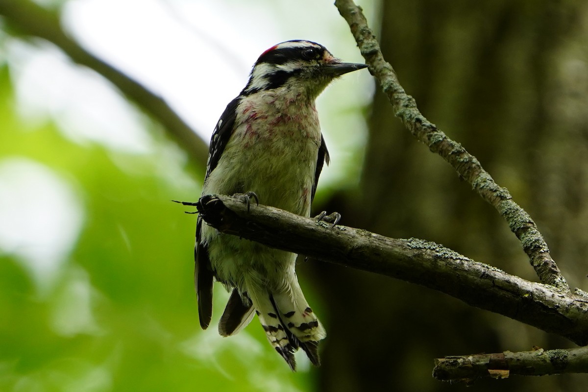 Downy Woodpecker - ML621103467