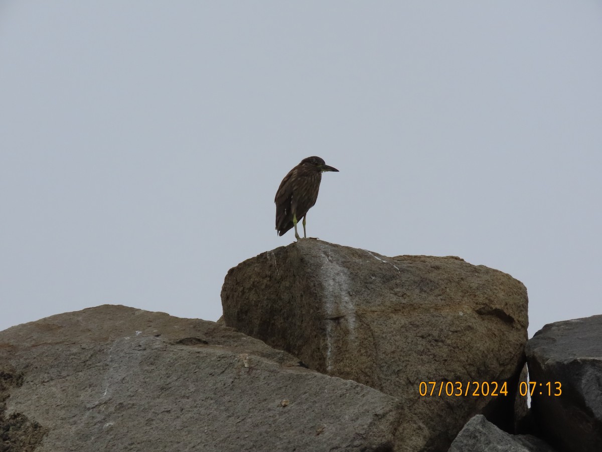 Black-crowned Night Heron - ML621103517